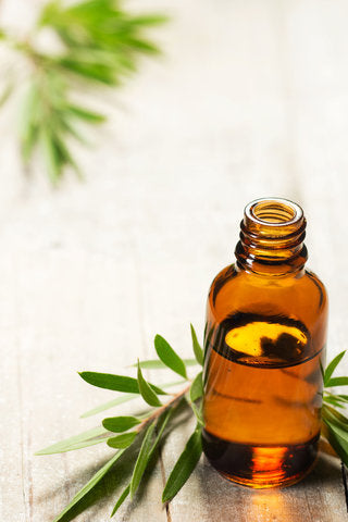 Premium Grade Tea Tree Essential Oil Australia – Glass Bottle