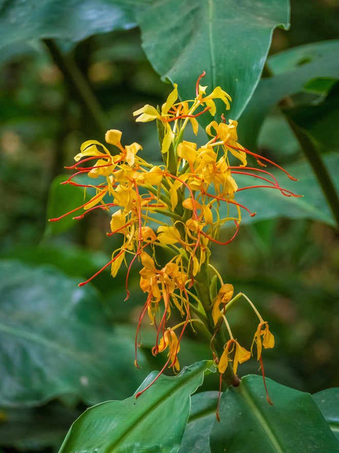 Ylang ylang essential oil flowers
